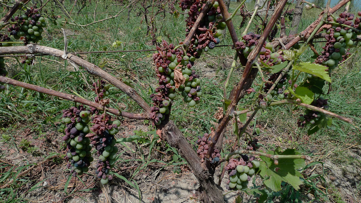 Alazani org, Georgia. Rahe poolt hävitatud viinamarjad. Selle aasta viinamarjasaak tuleb siin kandis väga kesine.
