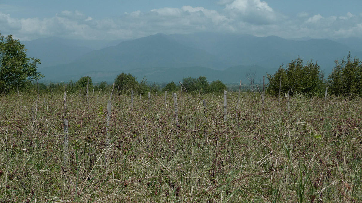 Alazani org, Georgia. Tüüpiline viinamarjapõld Alazani orus. Põld tundub suhteliselt võsastunud kuna kahjuks selle (2012) aasta saak suures osas hävis tänu suve hakul siit üle käinud marule ja rahele.